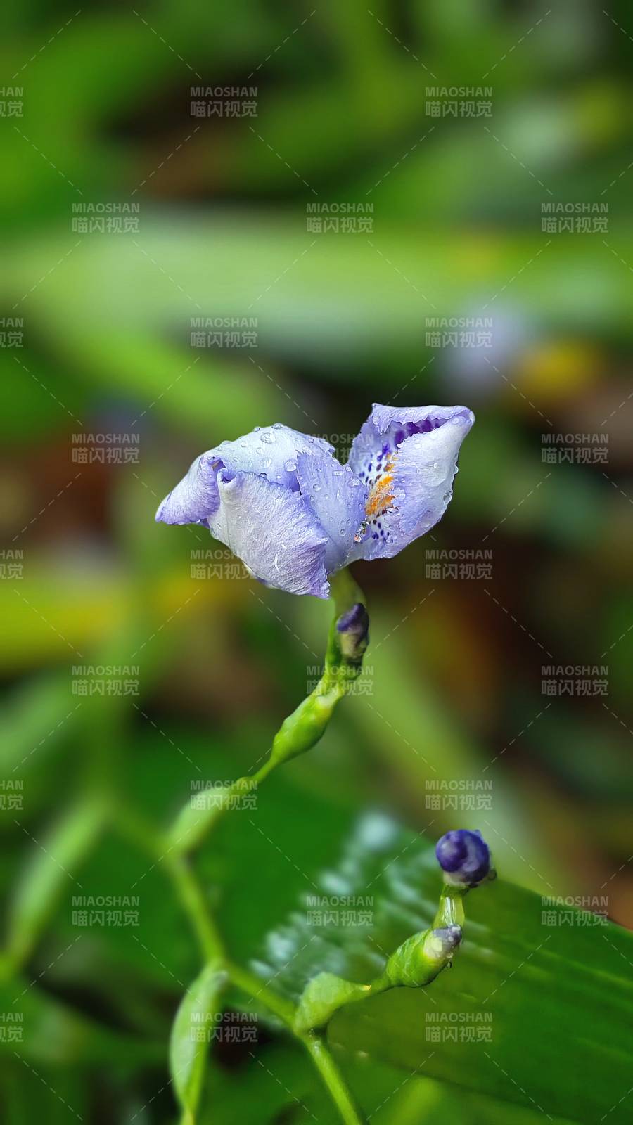 紫花绽放绿叶间图片