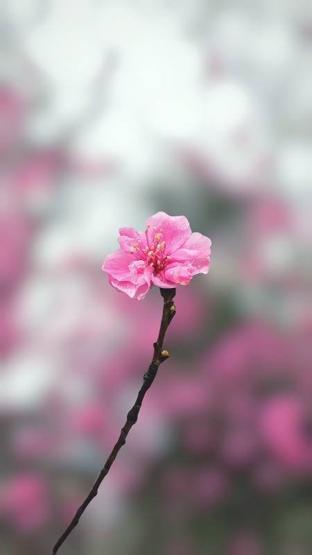 樱花绽放枝头图片