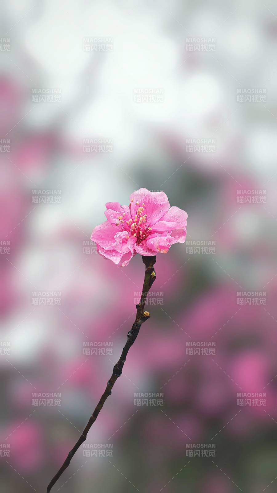 樱花绽放枝头图片