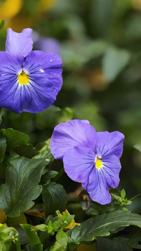 紫罗兰绽放图片