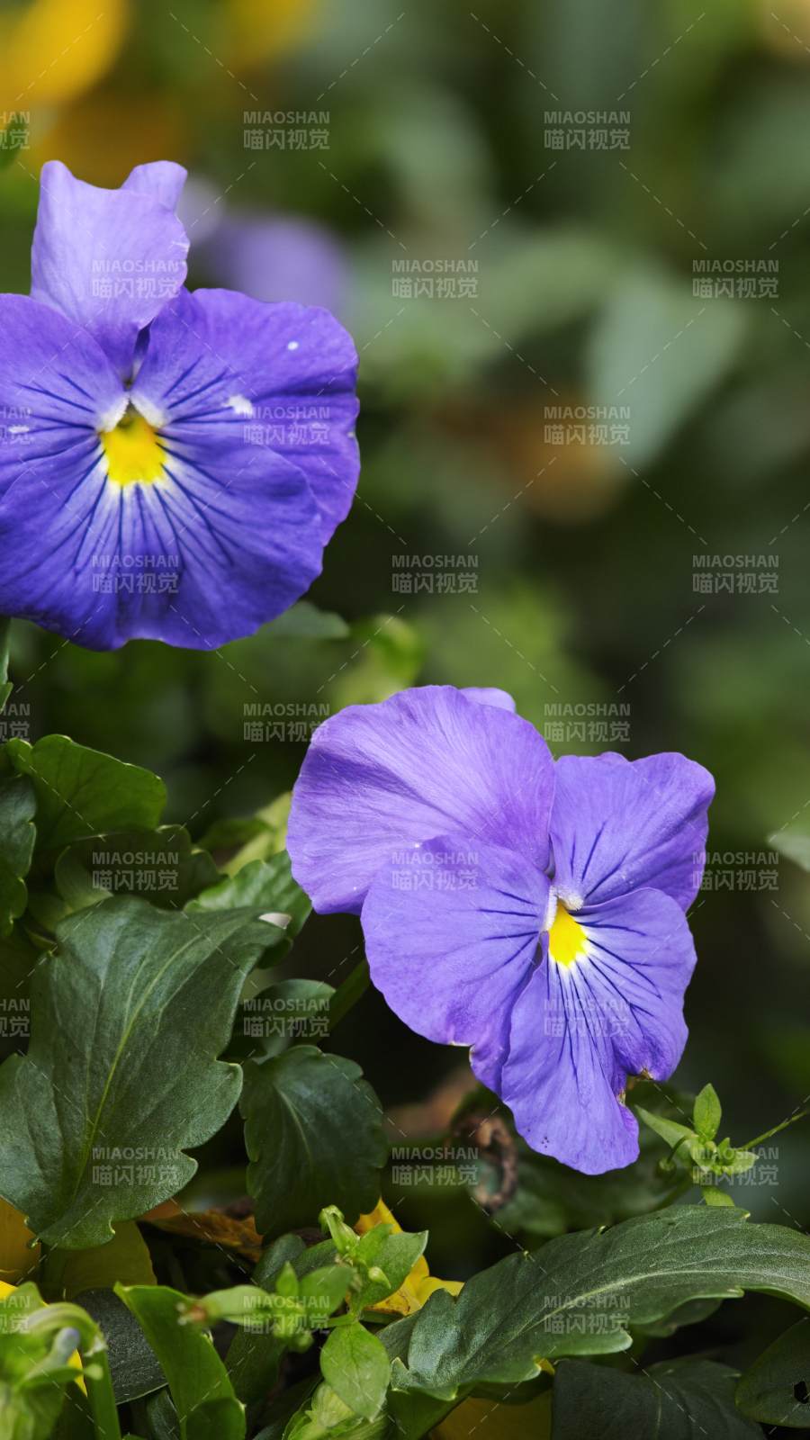 紫罗兰绽放图片