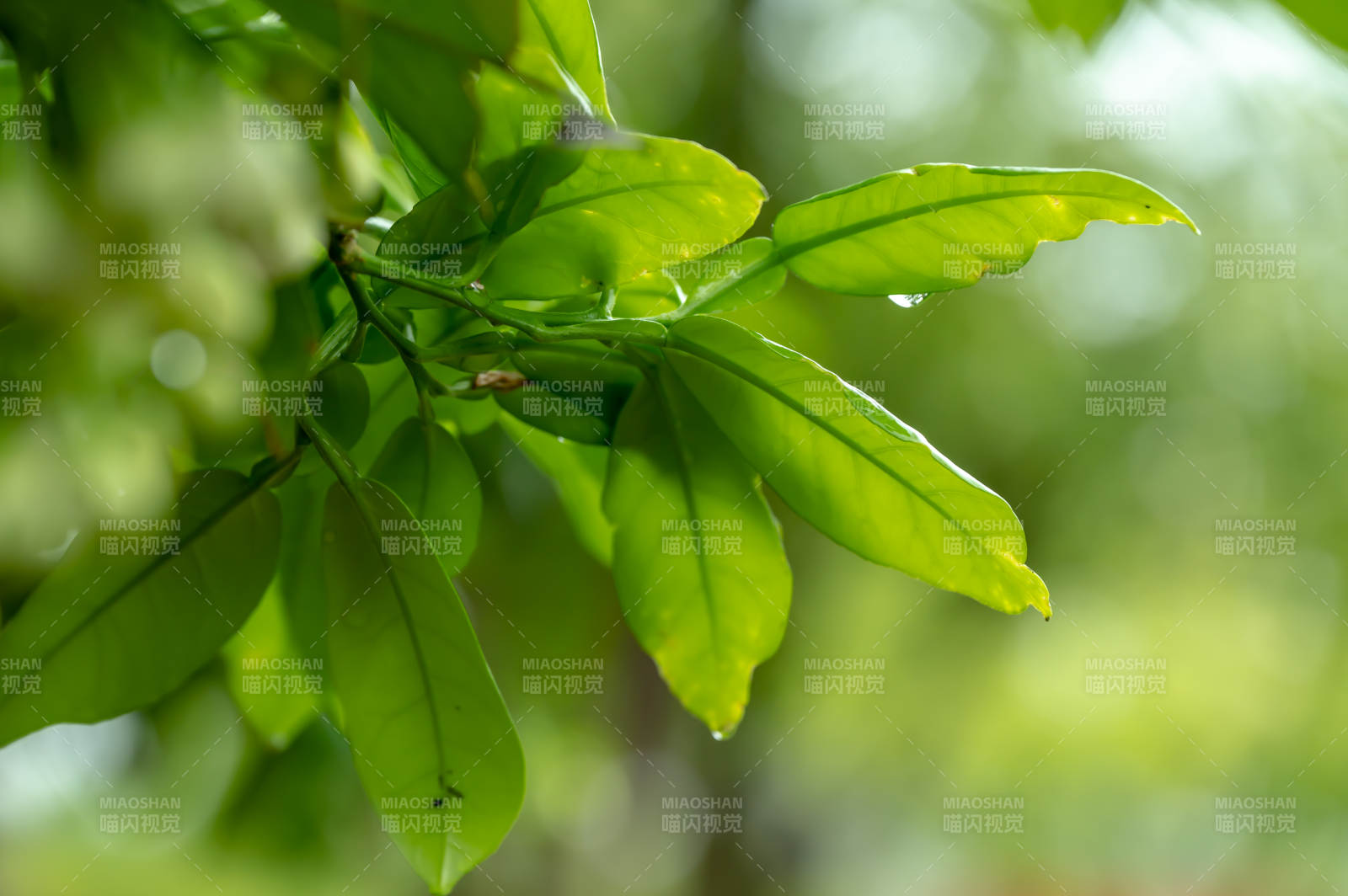 绿叶生机盎然图片