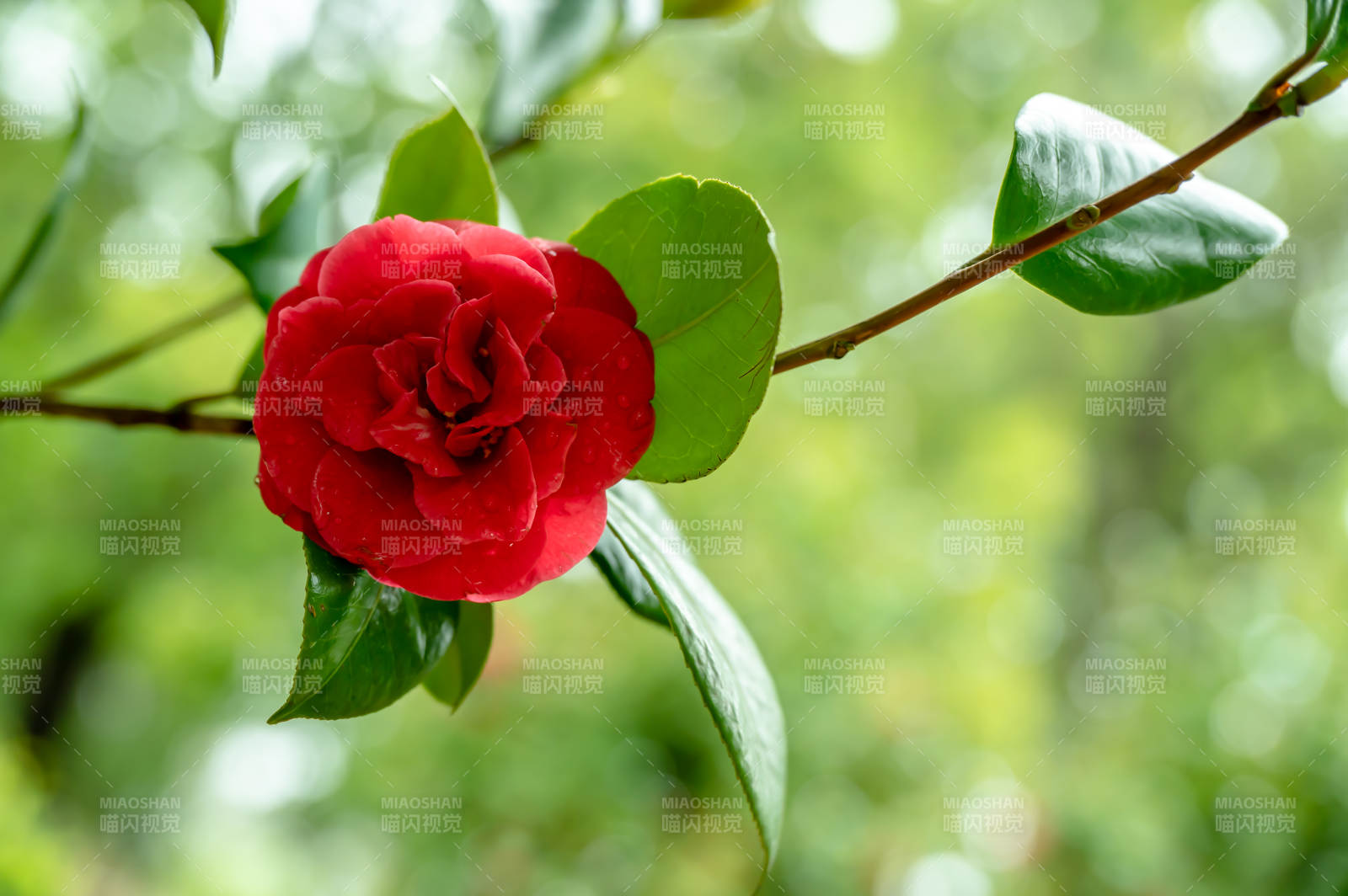 红花绿叶相映成趣图片