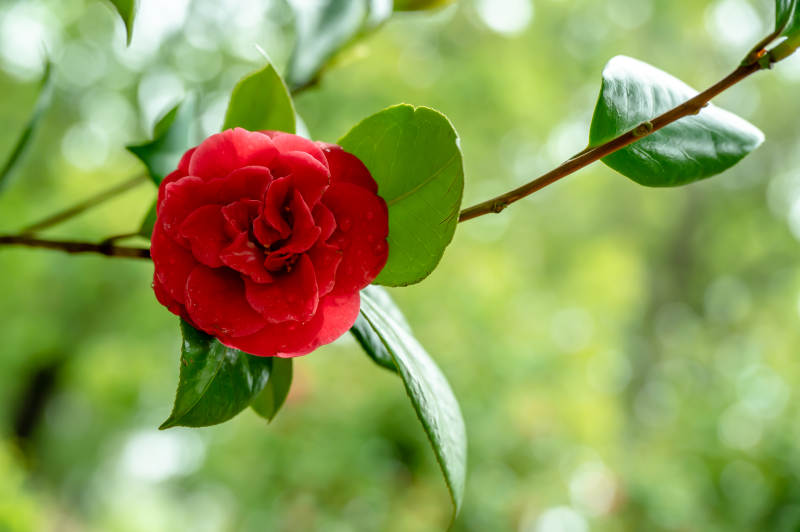 红花绿叶相映成趣图片