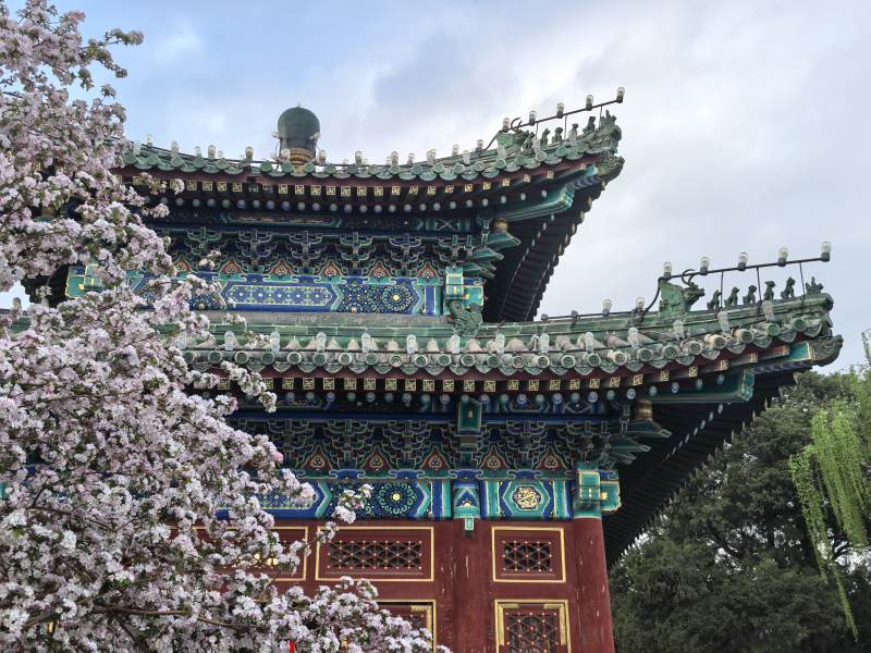 古建筑与樱花相映图片