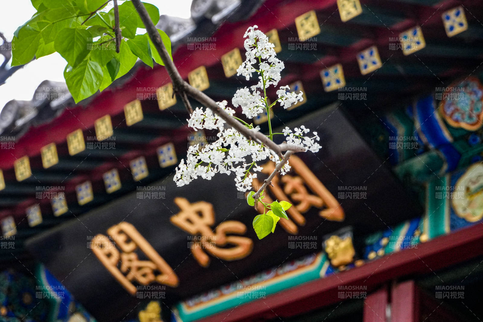 春樱映古殿图片