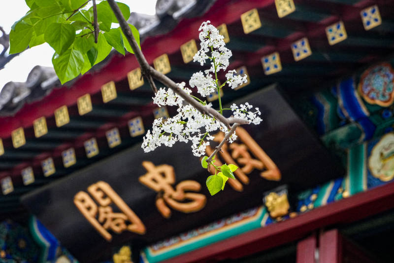 春樱映古殿图片