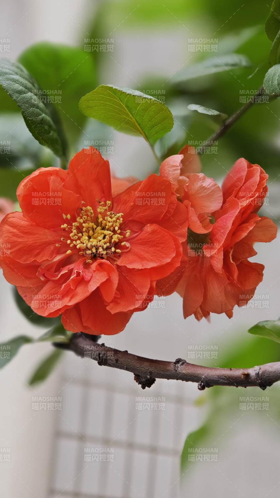 红花绽放枝头图片