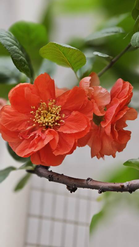 红花绽放枝头图片