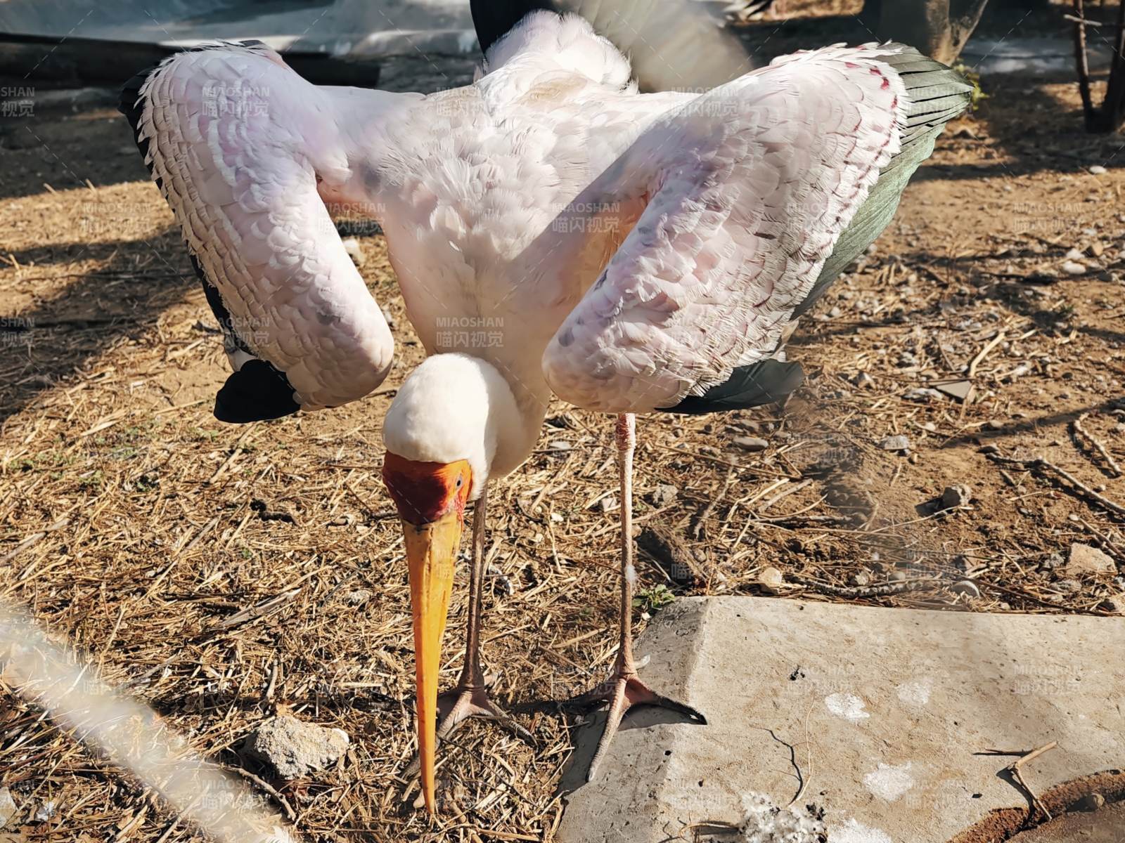 白鹭展翅觅食图片