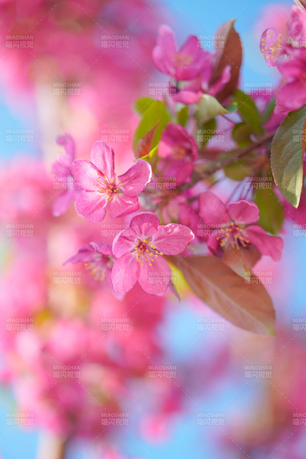 海棠花绽放春意浓图片