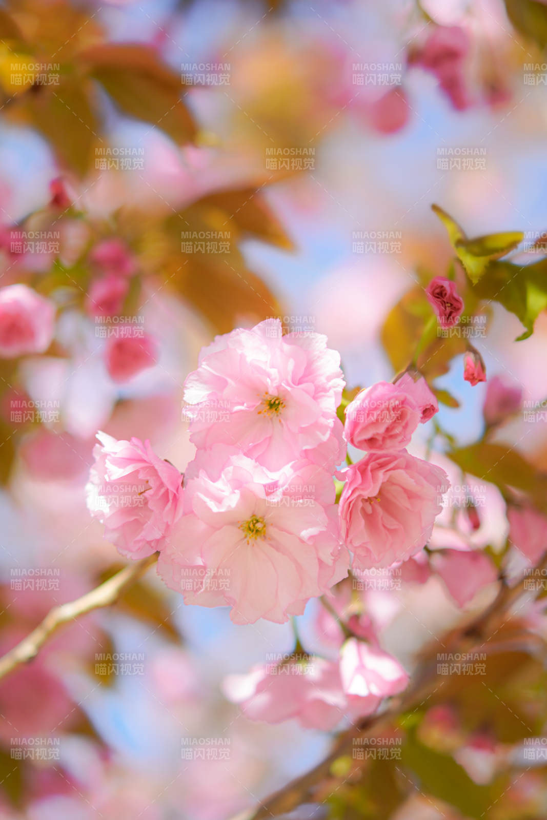 樱花绽放春意浓图片