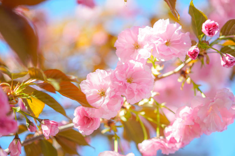 樱花绽放春日美景图片