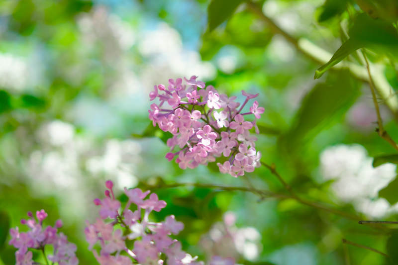 粉花绿叶春意浓图片
