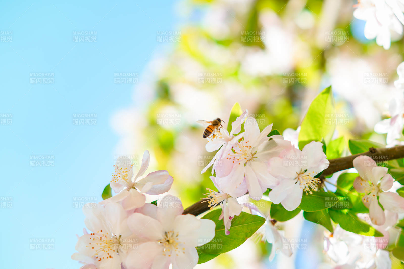 春日花枝蜜蜂忙图片