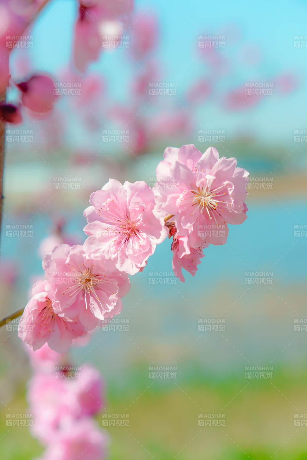 樱花绽放春意浓图片