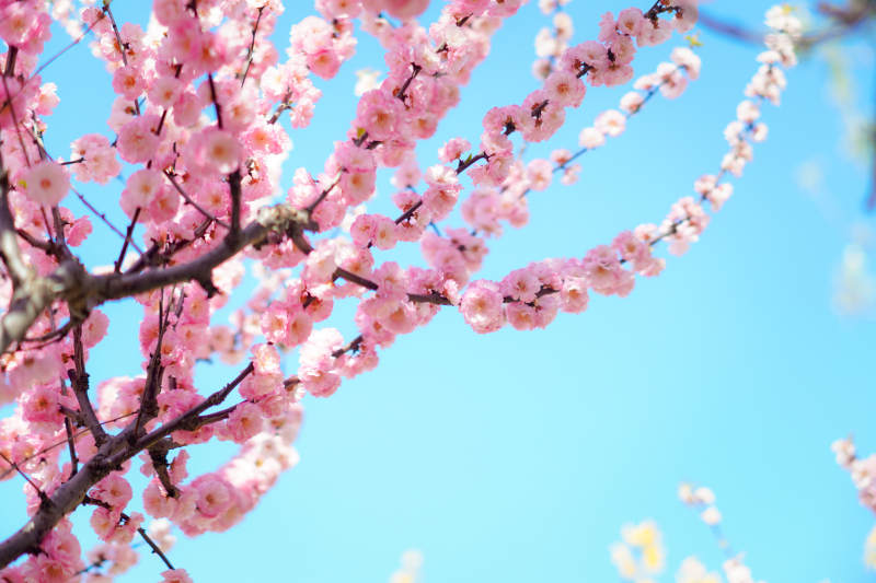 樱花绽放春日景图片