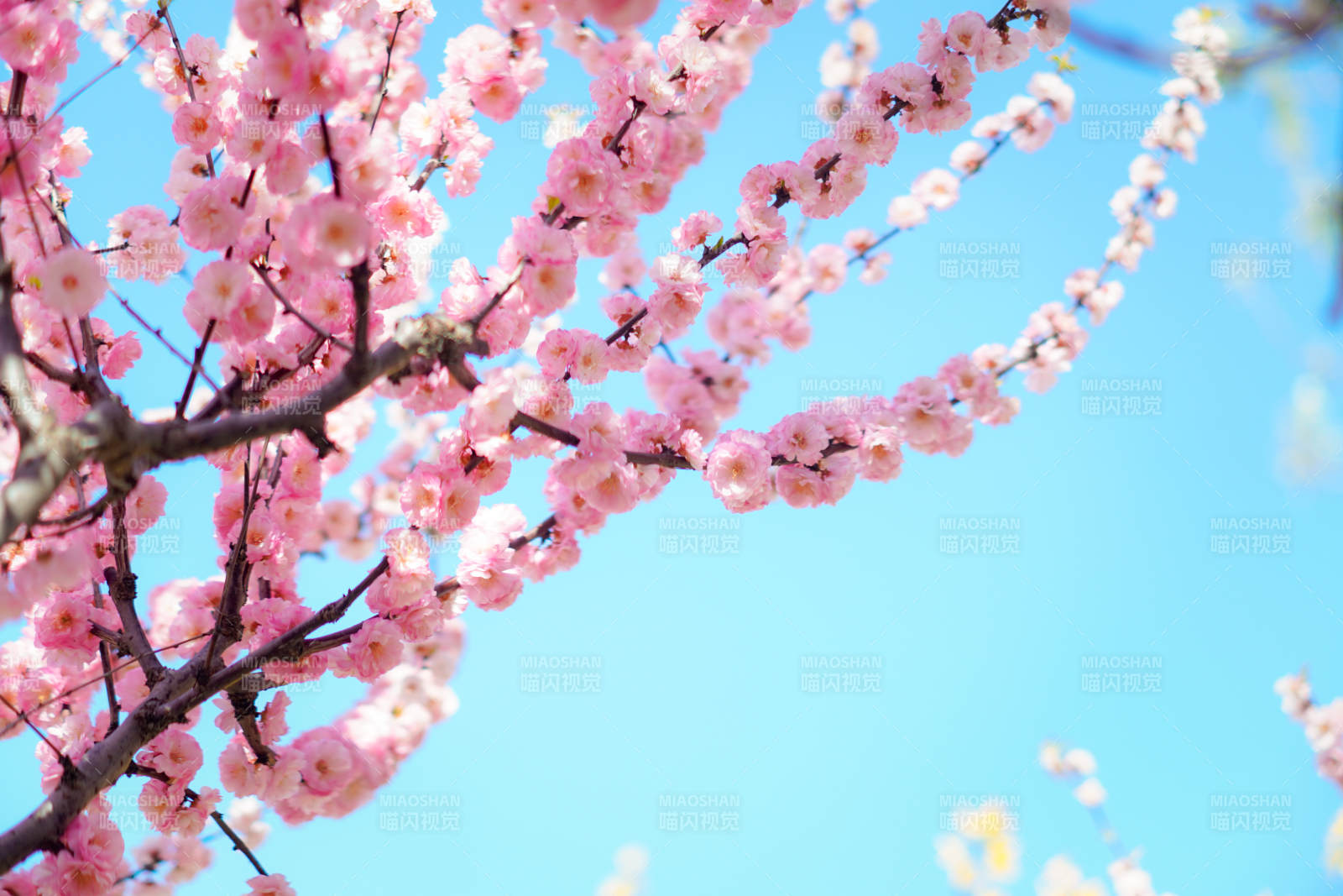 樱花绽放春日景图片