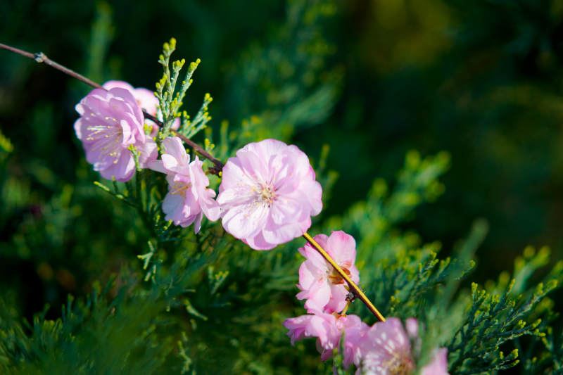 粉花绿叶春意浓图片