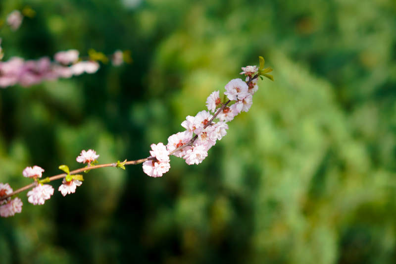樱花枝头绽放图片
