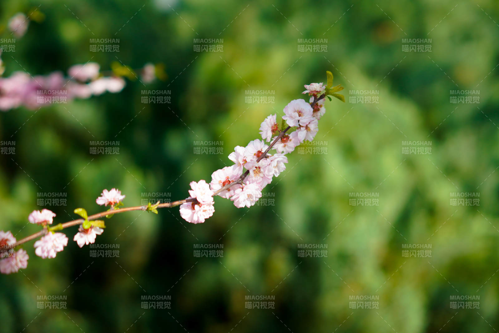 樱花枝头绽放图片