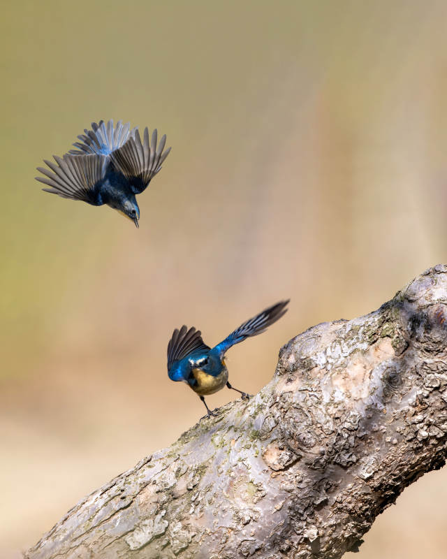 蓝鸟双飞枝头图片