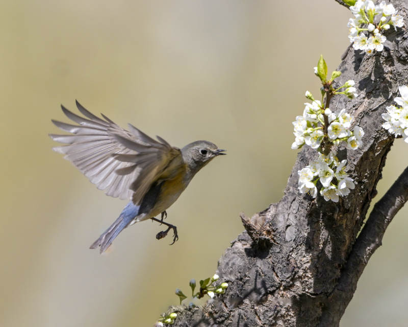 飞鸟与花枝图片