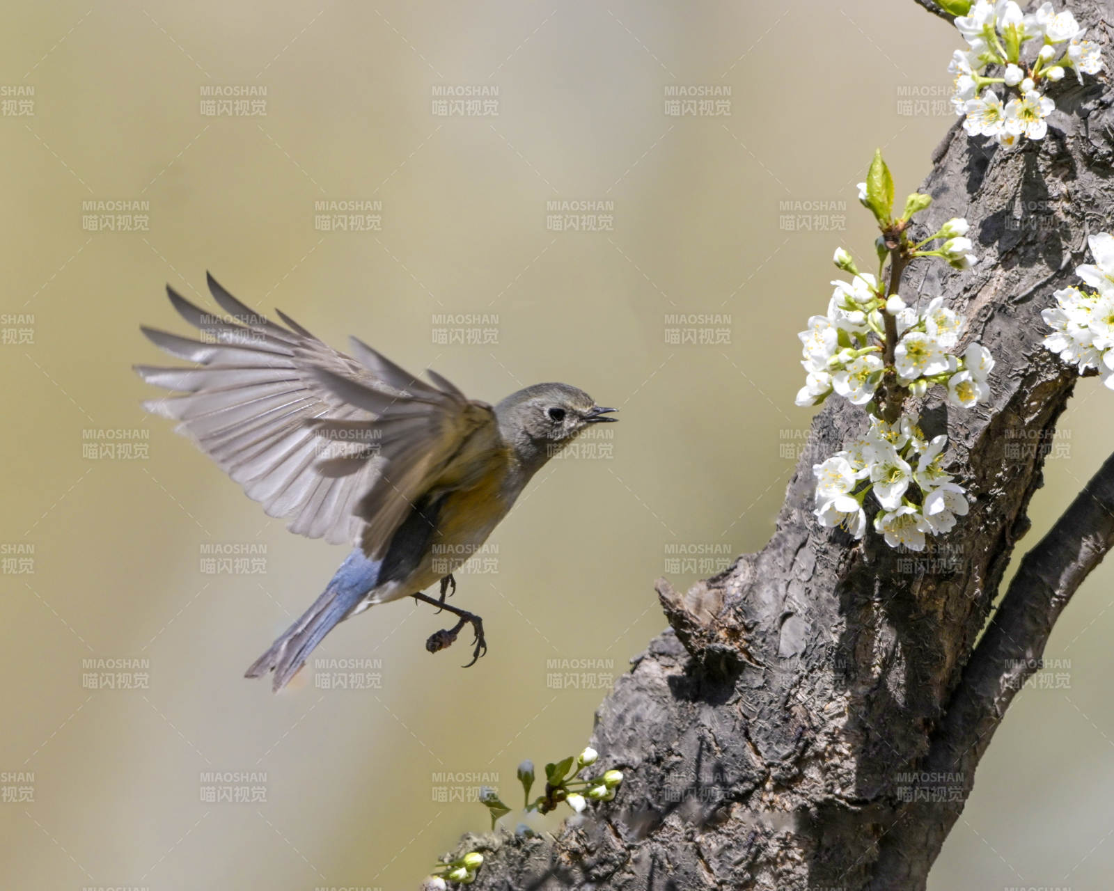 飞鸟与花枝图片