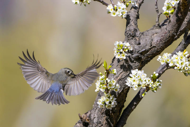鸟翔花枝间图片