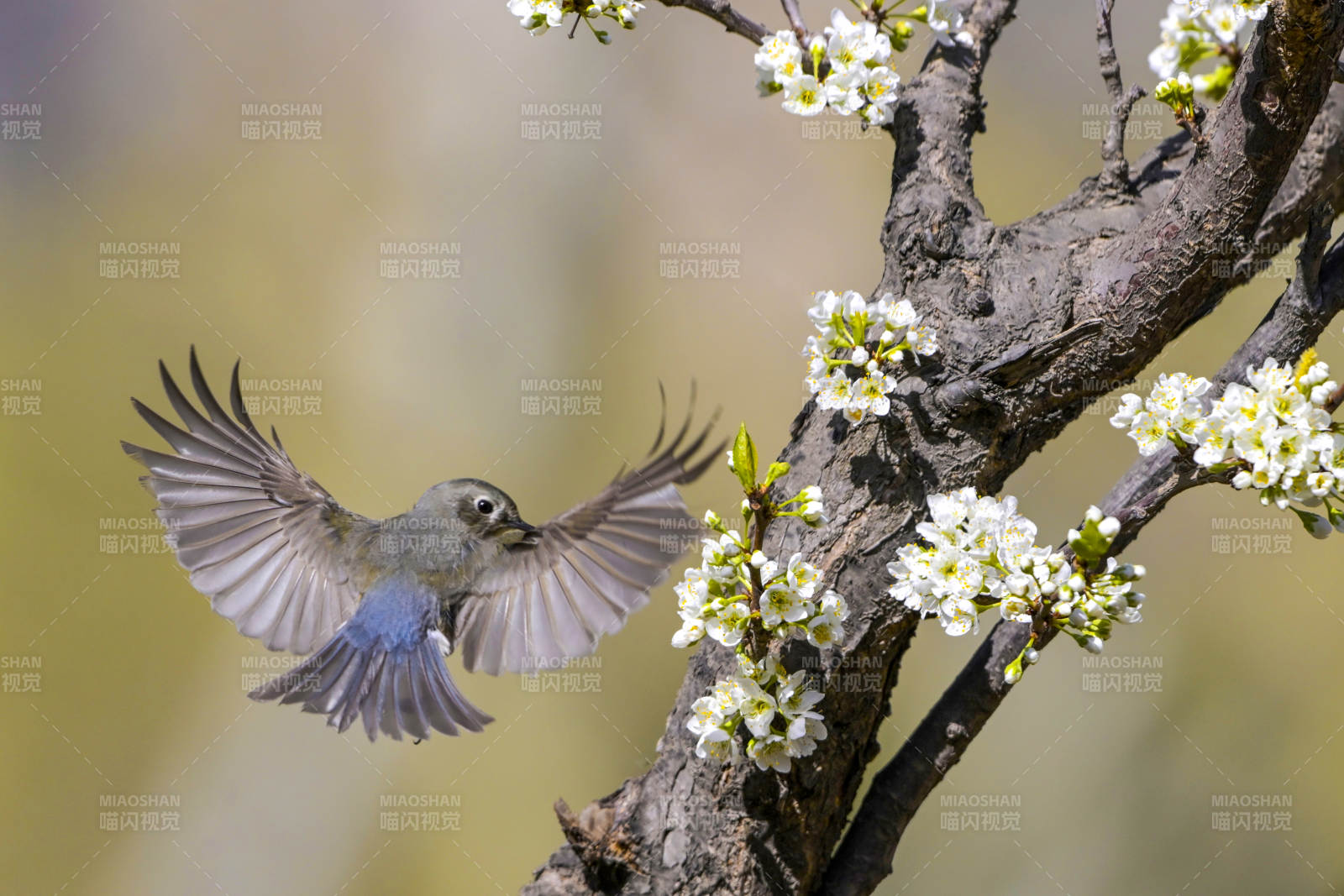 鸟翔花枝间图片