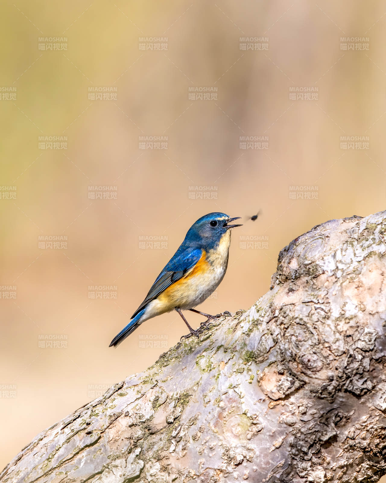 蓝鸟栖枝捕虫图片