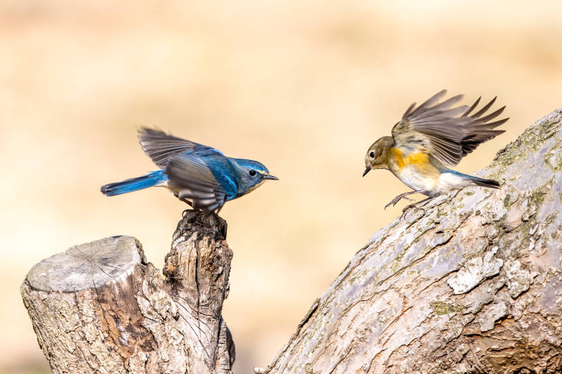 蓝鸟对峙树桩上图片