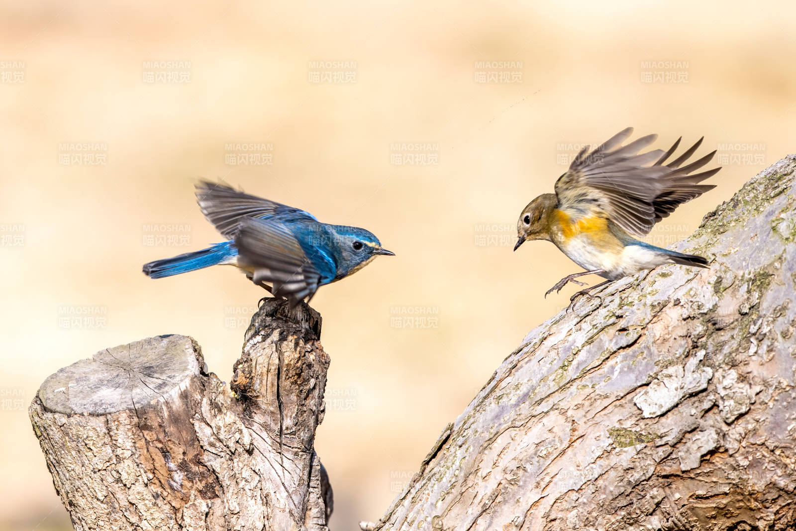 蓝鸟对峙树桩上图片