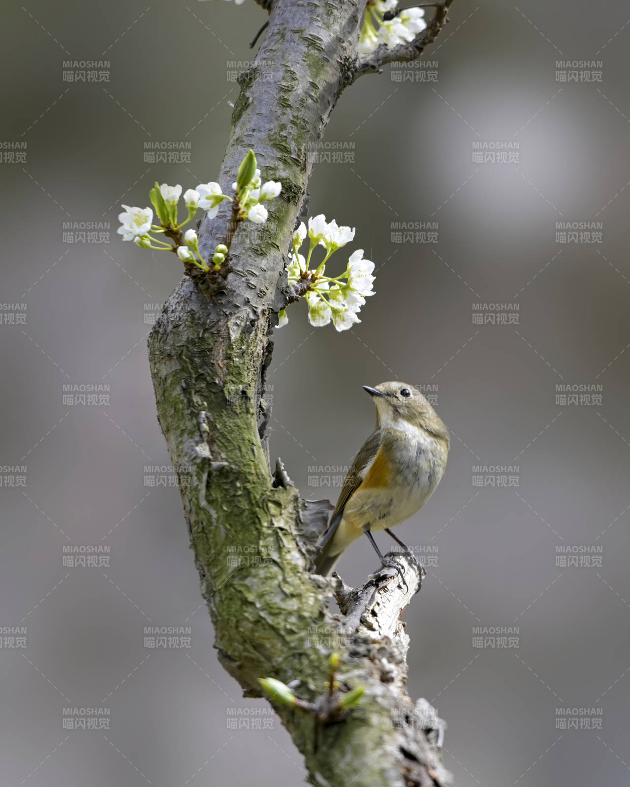 春鸟栖枝花绽放图片
