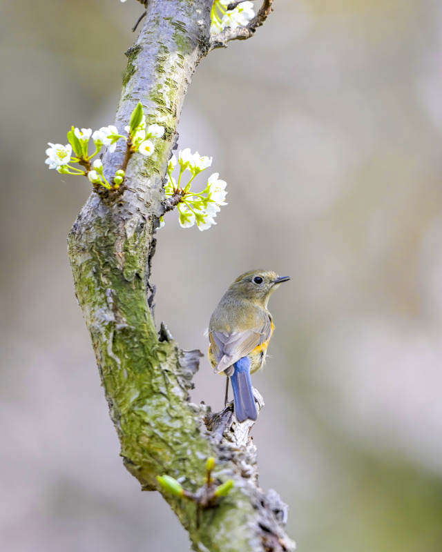 春鸟栖枝花绽放图片