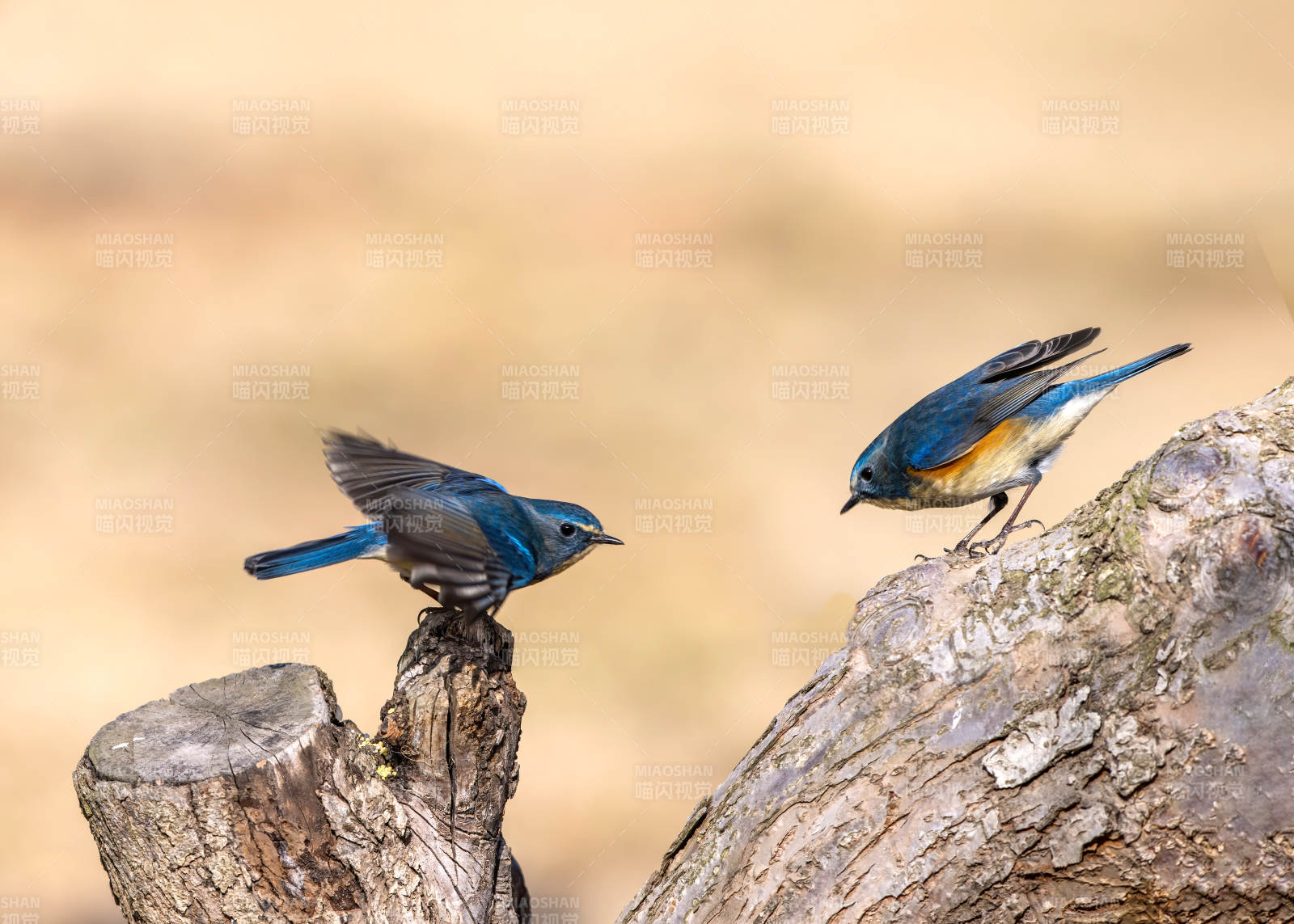 蓝鸟栖枝对望图片