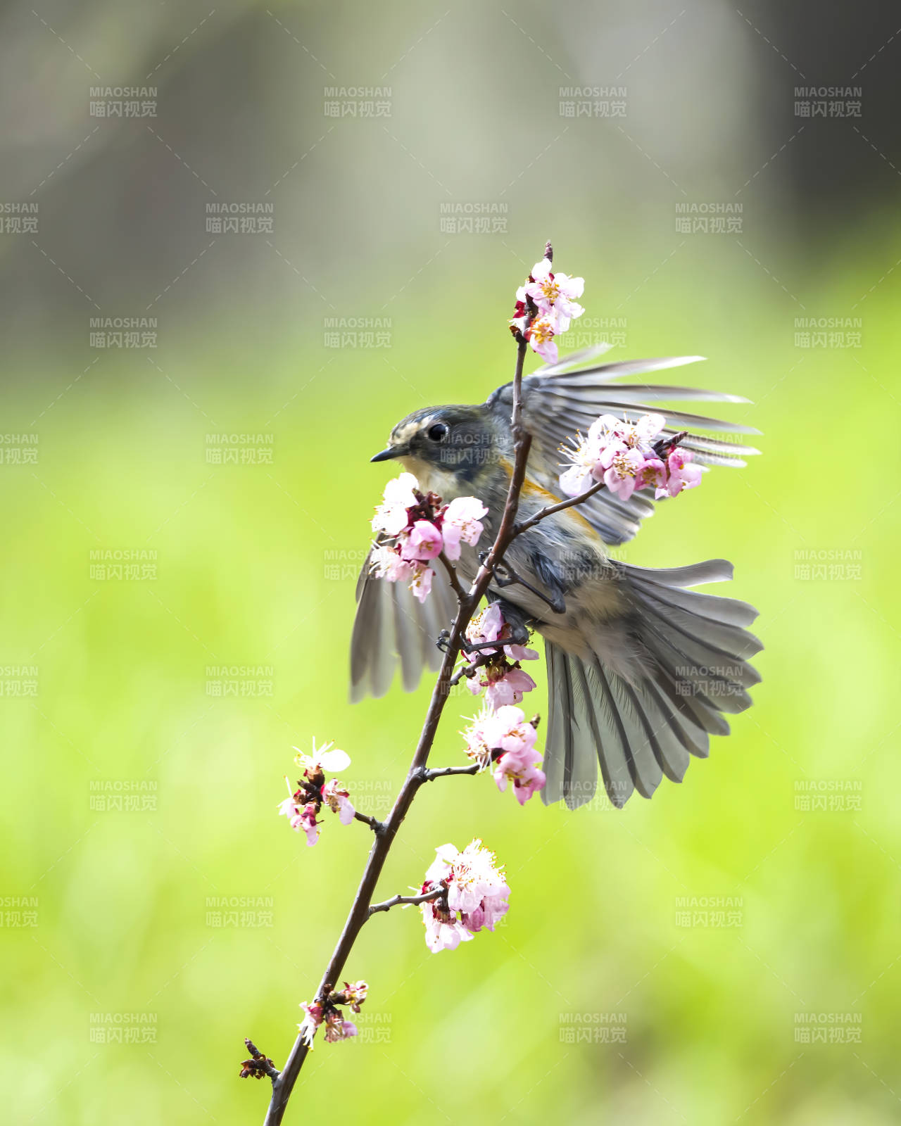 花枝上的小鸟图片