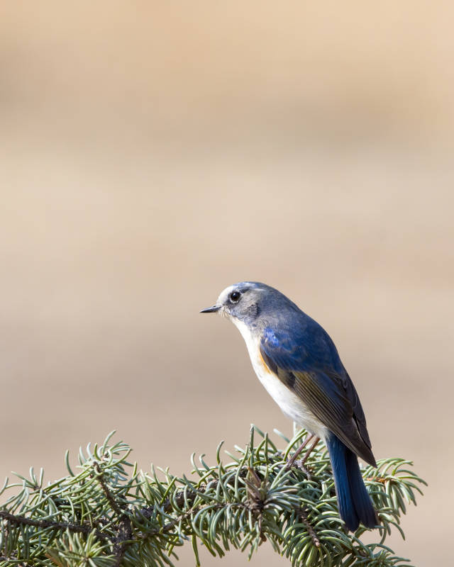 蓝羽小鸟栖枝头图片