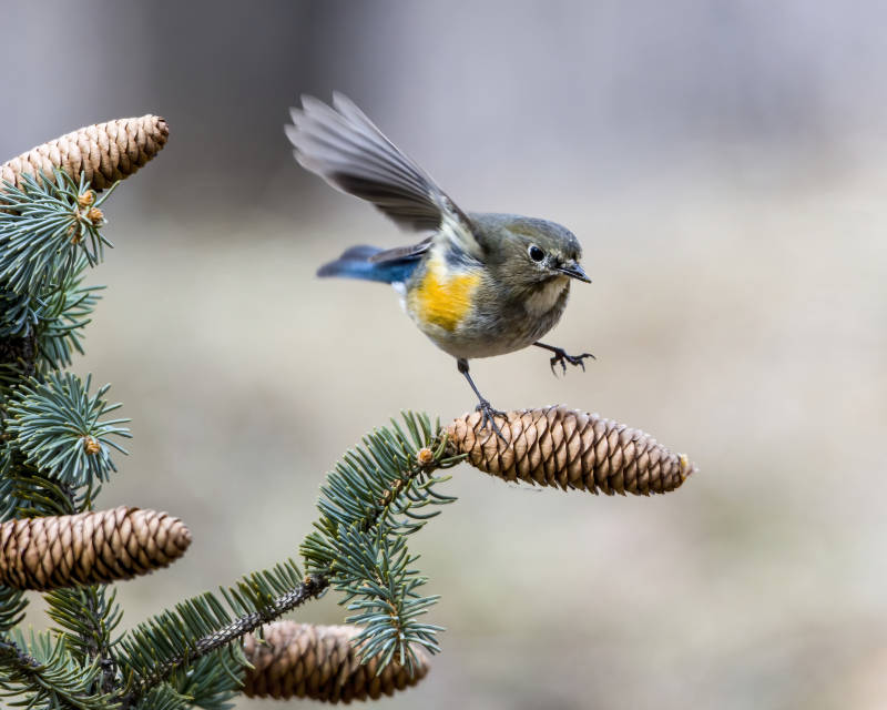 蓝尾鸲栖枝头图片