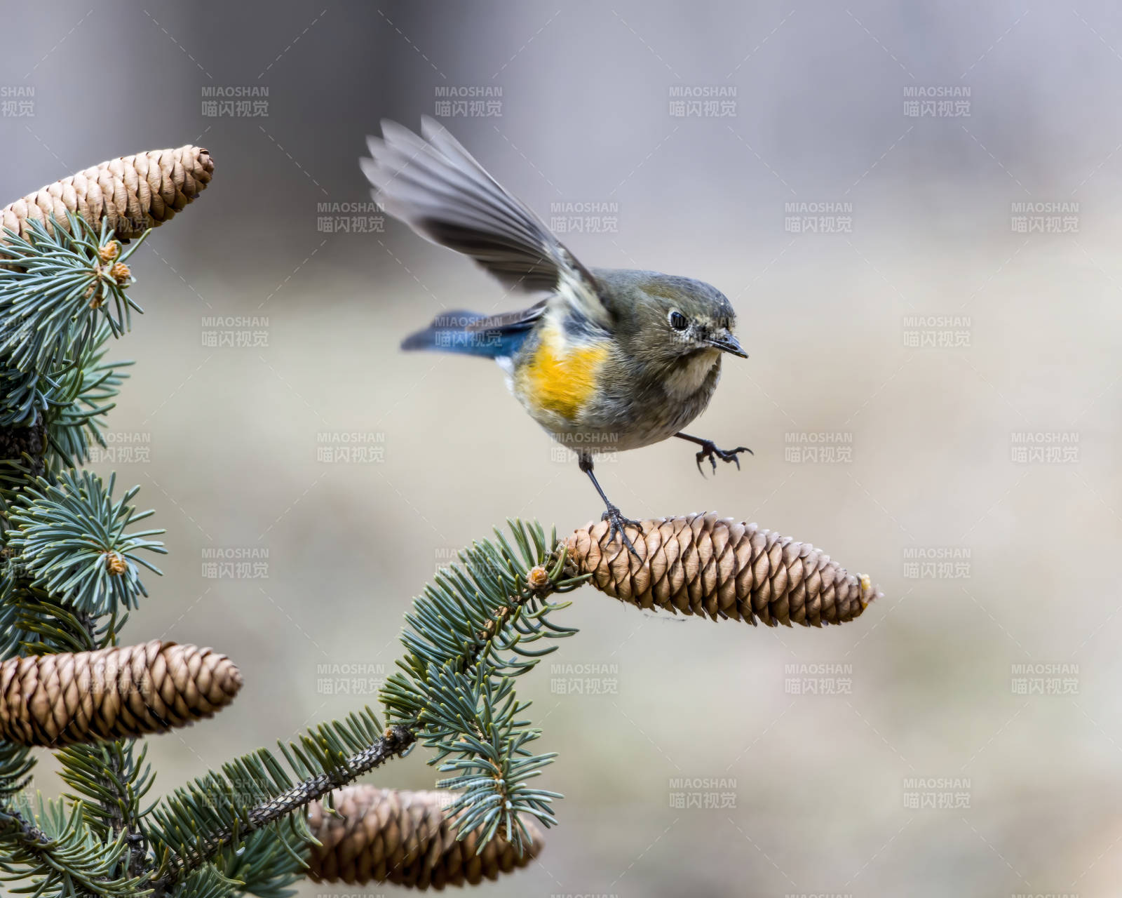 蓝尾鸲栖枝头图片