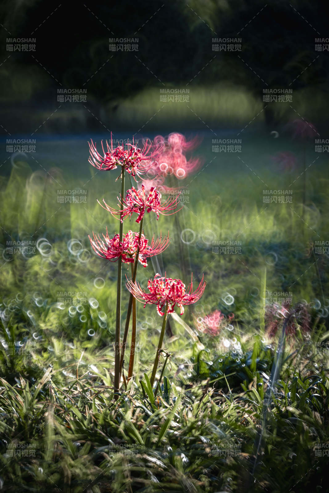 彼岸花绽放图片