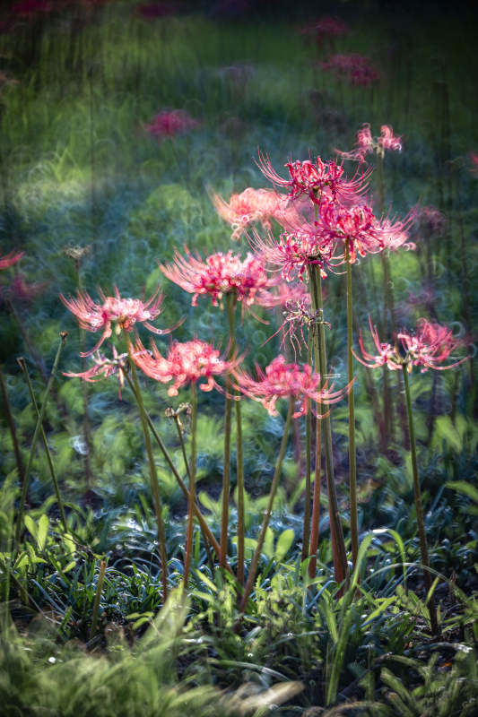 彼岸花绽放图片