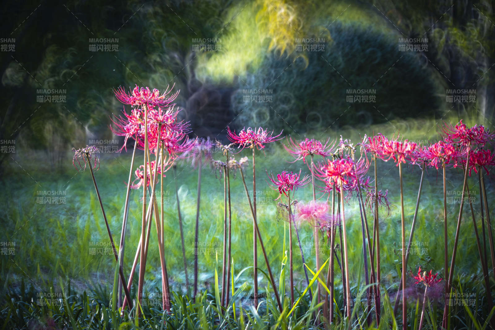 彼岸花绽放图片