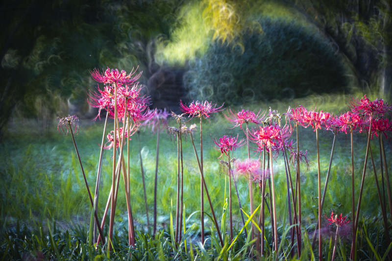彼岸花绽放图片
