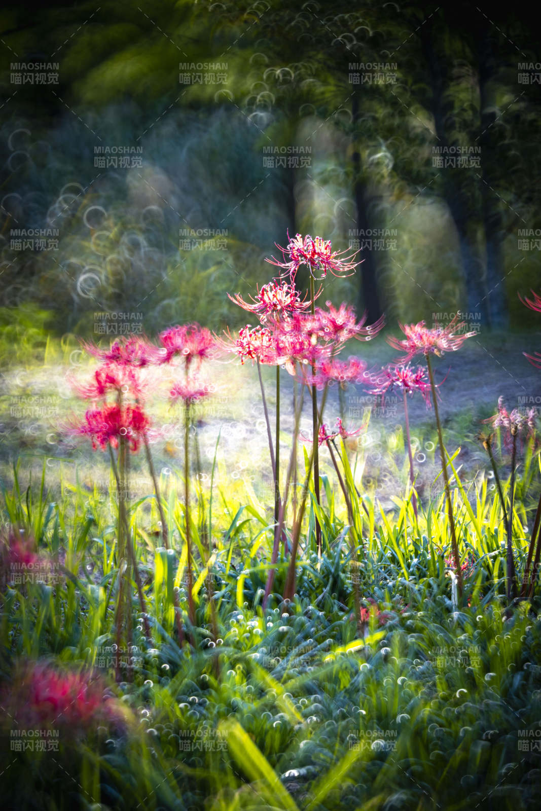 粉花绿野光影图片