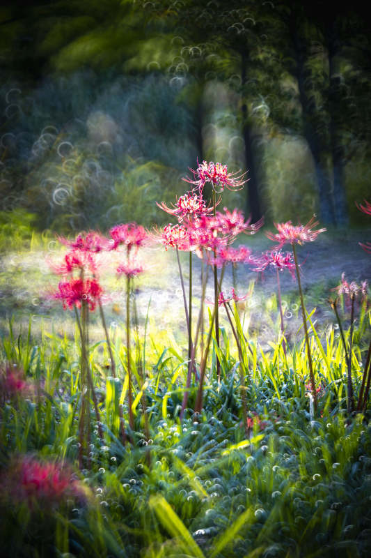 粉花绿野光影图片
