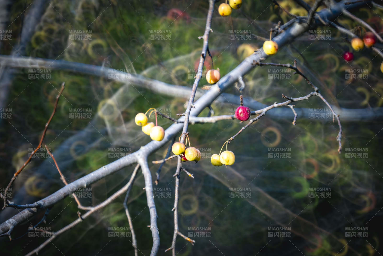 枝头果实点缀秋色图片