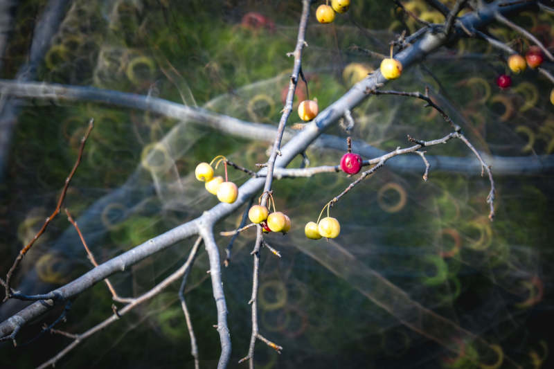 枝头果实点缀秋色图片