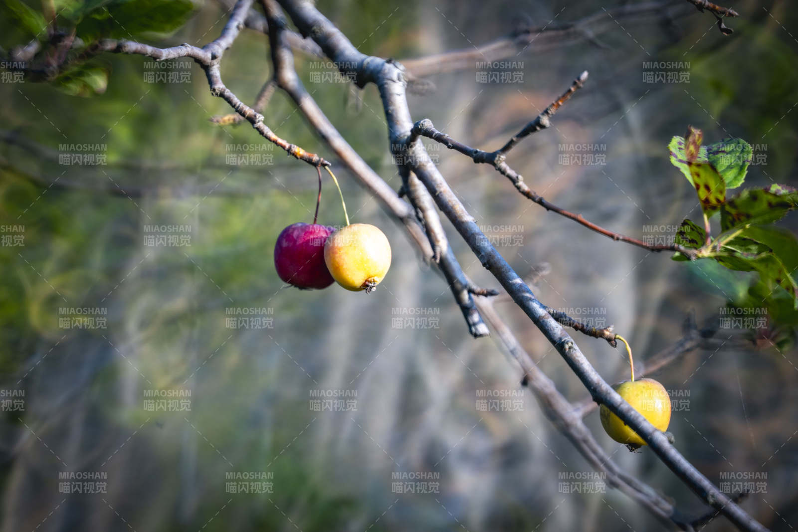 枝头双果 一红一黄图片