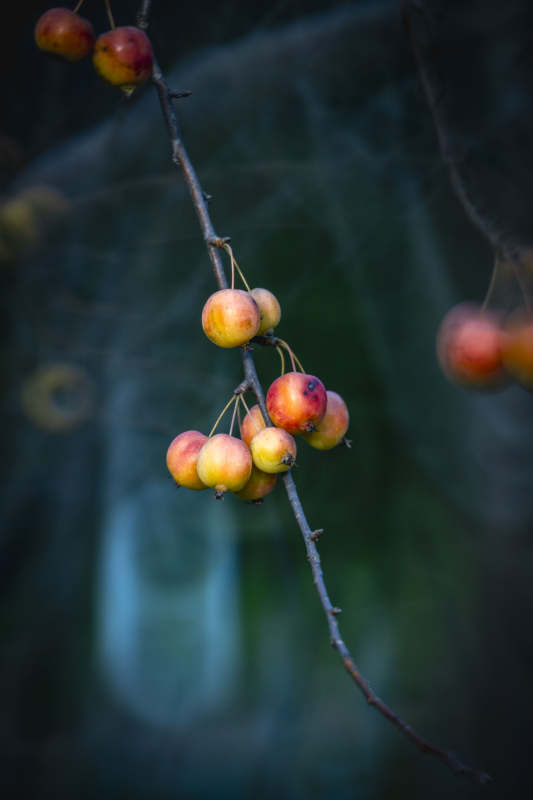 秋果挂枝头图片